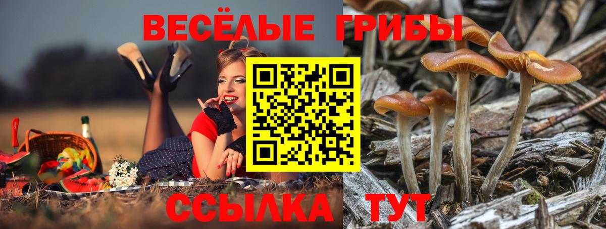 магазин продажи   Галлюциногенные грибы Psilocybine cubensis  Вход с VPN  Тосно 